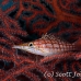 hawkfish_longnose_res_kb_h_0360_png1032.jpg
